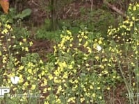 モンシロチョウ　菜の花訪花・吸蜜 スティックブロッコリーの花