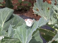 モンシロチョウ　♀ キャベツ葉上で休む