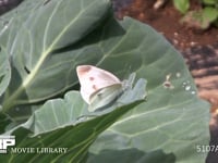 モンシロチョウ　♀ キャベツ葉上で休む