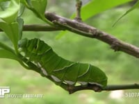 アゲハチョウ終齢幼虫 ミカンの枝を歩く