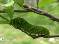 アゲハチョウ終齢幼虫 ミカンの葉を食べる