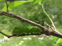 アゲハチョウ終齢幼虫 ミカンの枝を歩く