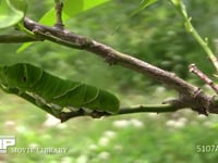 アゲハチョウ終齢幼虫 ミカンの枝を歩く