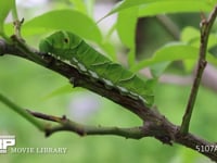 アゲハチョウ終齢幼虫 ミカンの枝を歩く