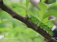 アゲハチョウ終齢幼虫 ミカンの枝を歩く