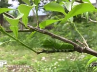 アゲハチョウ終齢幼虫 ミカンの木陰で静止する