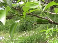 アゲハチョウ終齢幼虫 ミカンの木陰で静止する