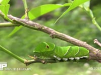 アゲハチョウ終齢幼虫 ミカンの木陰で静止する