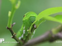 アゲハチョウ終齢幼虫　頭部・単眼・眼状紋 ミカンの木陰で静止する