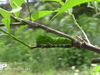 アゲハチョウ終齢幼虫 ミカンの木陰で静止する