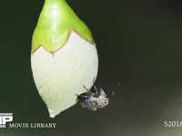 ウシヅラヒゲナガゾウムシの産卵 メスはエゴノキの種子をかじり内部に卵を生む