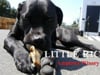 "I'm a Winery Dog" - 2nd Place 2014 Wine Spectator Video Contest
