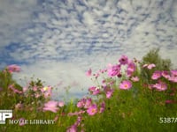 羊雲と風に揺れるコスモス　微速度撮影（４K） 秋の風景です