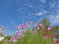 秋の雲と風に揺れるコスモス　(4K) 秋晴れのコスモス畑で撮影しました