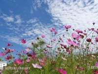 秋の雲と風に揺れるコスモス　(4K) 秋晴れのコスモス畑で撮影しました