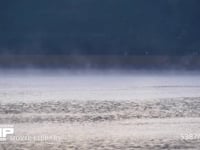 湖の湖面に漂う朝霧 水面近くの水蒸気が冷やされて霧が発生します　60fps　サンプル動画は30fps