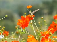 コスモスとアゲハチョウ オレンジ色のコスモスの蜜を吸うナミアゲハ　60fps　サンプル動画は30fps