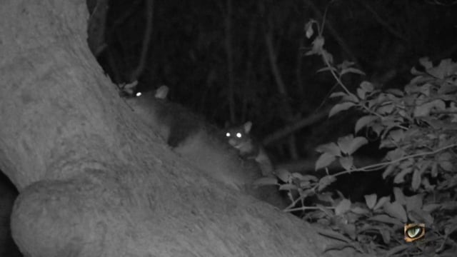 Mountain Brushtail Possum or Southern Bobuck (Trichosurus cunninghamii, Phalangeridae: Possums) SE NSW, Australia