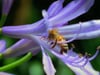 Facebook: Bee the Buzz