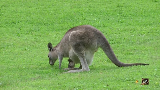 Eastern Grey Kangaroo (Macropus giganteus, Macropodidae: Kangaroos and Wallabies, NSW & ACT, Australia