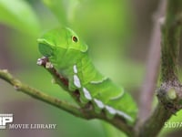 アゲハチョウ　終齢幼虫 ミカンの木陰で静止する　頭部・単眼・眼状紋・胸脚