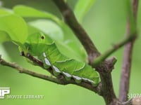 アゲハチョウ　終齢幼虫 ミカンの木陰で静止する　腹脚・気門