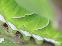 アゲハチョウ　終齢幼虫 ミカンの木陰で静止する　腹部気門