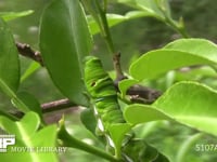 アゲハチョウ　終齢幼虫 ミカンの葉を食べる