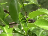 アゲハチョウ　終齢幼虫 ミカンの葉を食べる