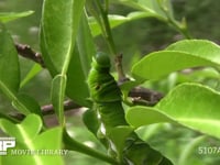 アゲハチョウ　終齢幼虫 ミカンの葉を食べる