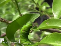 アゲハチョウ　終齢幼虫 ミカンの葉を食べる
