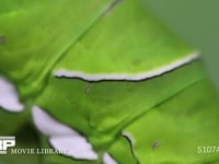 アゲハチョウ　終齢幼虫　気門 