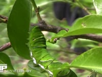 アゲハチョウ　終齢幼虫 ミカンの葉を食べる