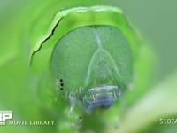 アゲハチョウ　終齢幼虫　頭部、口器、単眼 