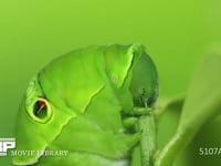 アゲハチョウ　終齢幼虫　単眼、眼状紋 