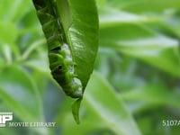 アゲハチョウ　終齢幼虫　ミカンの葉を食べる 