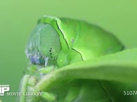 アゲハチョウ　終齢幼虫　頭部、口器、単眼 