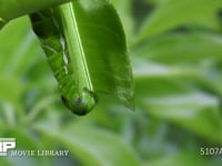 アゲハチョウ　終齢幼虫　ミカンの葉を食べる 