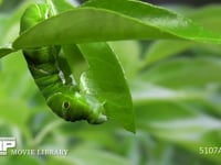 アゲハチョウ　終齢幼虫　ミカンの葉を食べる 