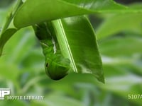 アゲハチョウ　終齢幼虫　ミカンの葉を食べる 