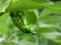 アゲハチョウ　終齢幼虫　ミカンの葉を食べる 
