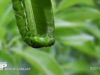 アゲハチョウ　終齢幼虫　ミカンの葉を食べる 