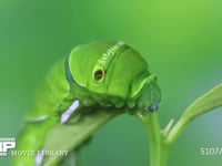 アゲハチョウ　終齢幼虫　ミカンの葉を食べる 