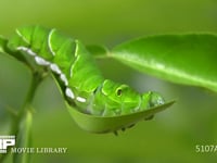 アゲハチョウ　終齢幼虫　ミカンの葉を食べる 