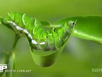 アゲハチョウ　終齢幼虫　ミカンの葉を食べる 