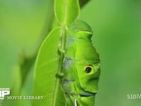 アゲハチョウ　終齢幼虫　ミカンの葉を食べる 