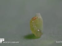 モンシロチョウ　ふ化 ほぼ抜け出す　④/19