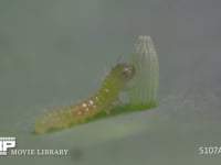 モンシロチョウ　ふ化 ふ化殻を食べ始める　⑪/19