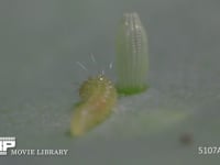 モンシロチョウ　ふ化 ふ化殻へたどり着き、食べ始める　⑨/19