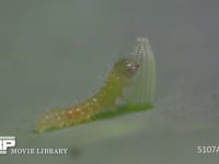 モンシロチョウ　ふ化 ふ化殻を食べる　⑬/19